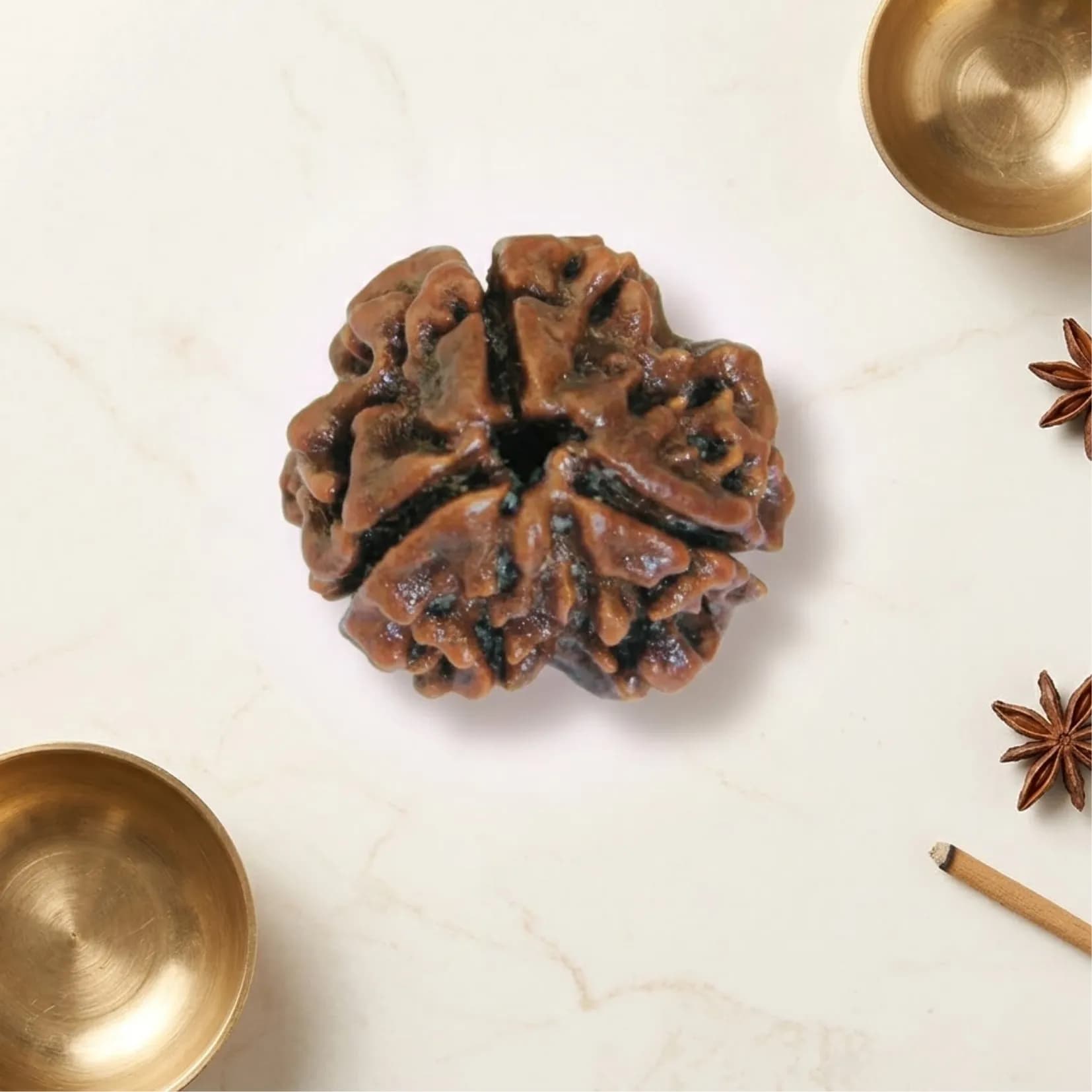 3 Mukhi Rudraksha (Nepali) - View 1