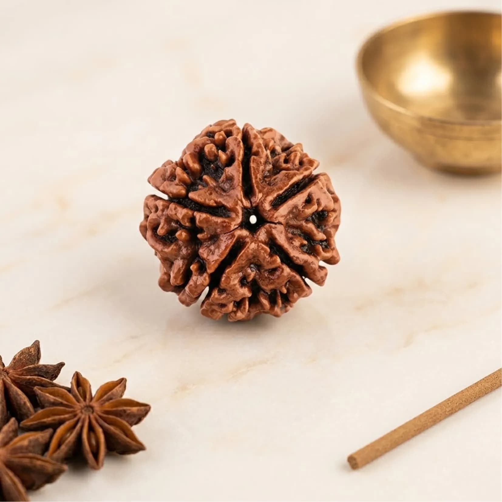 5 Mukhi Rudraksha (Nepali) - View 1
