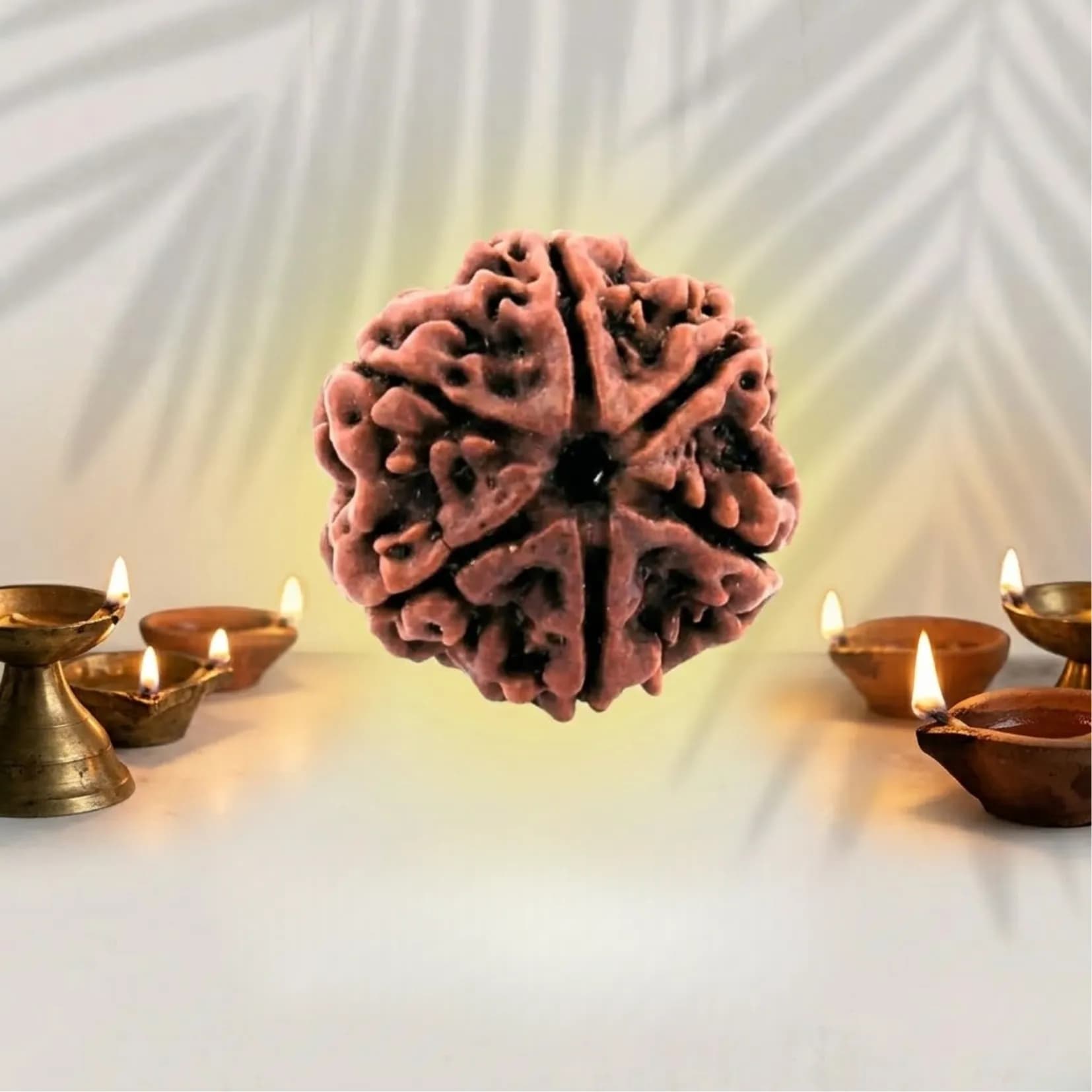 6 Mukhi Rudraksha (Nepali) - View 1