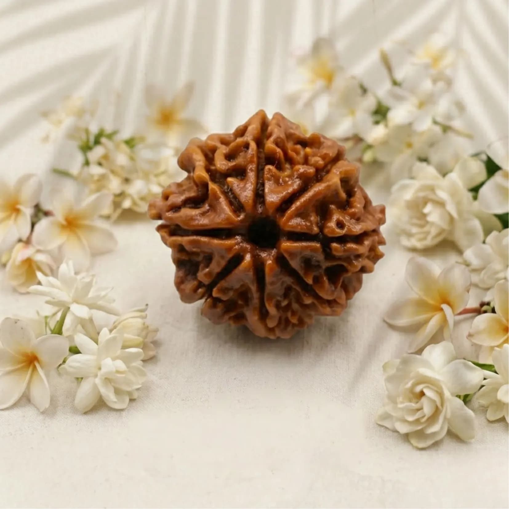 8 Mukhi Rudraksha (Nepali) - View 1