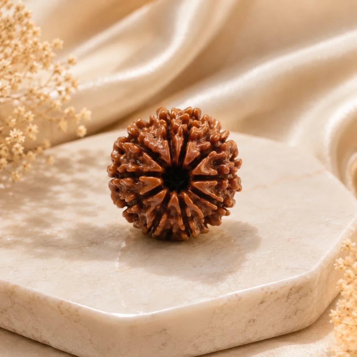 Deal of the Day - 10 Mukhi Rudraksha