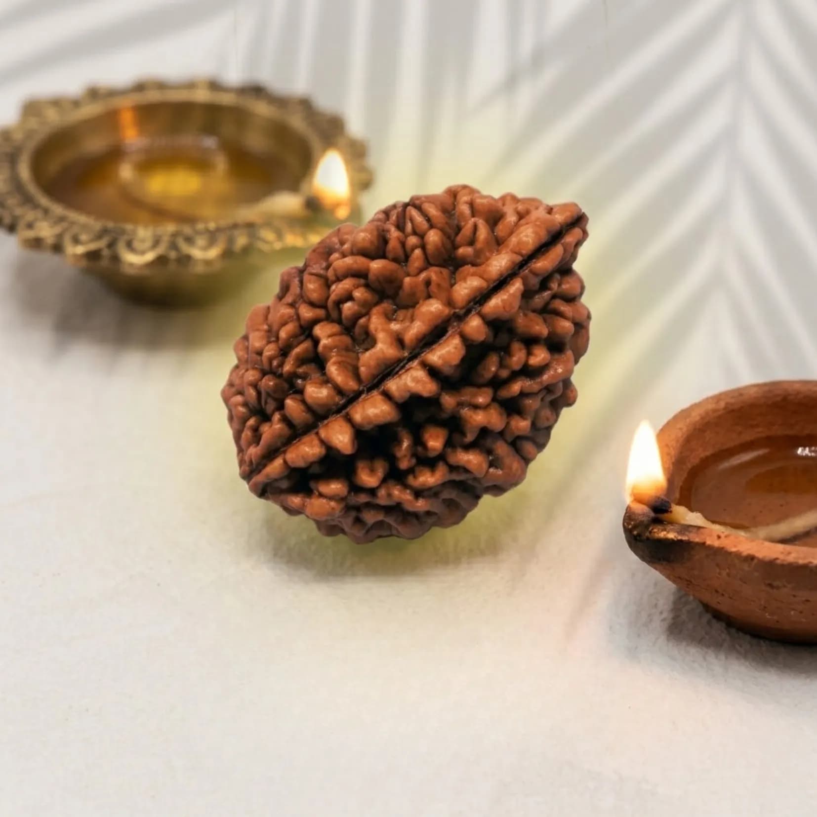 2 Mukhi Rudraksha (Nepali) - View 1