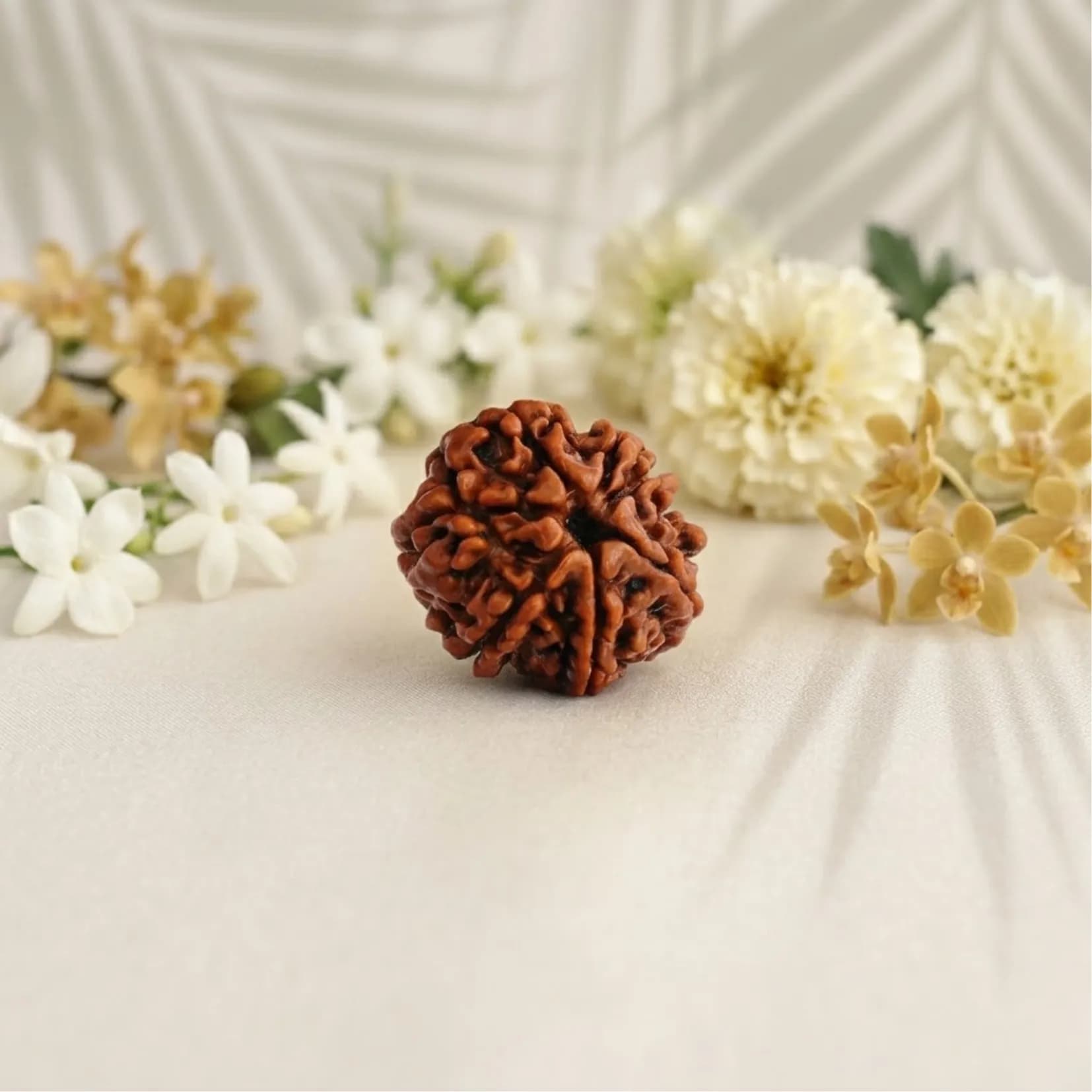 7 Mukhi Rudraksha (Nepali) - View 1