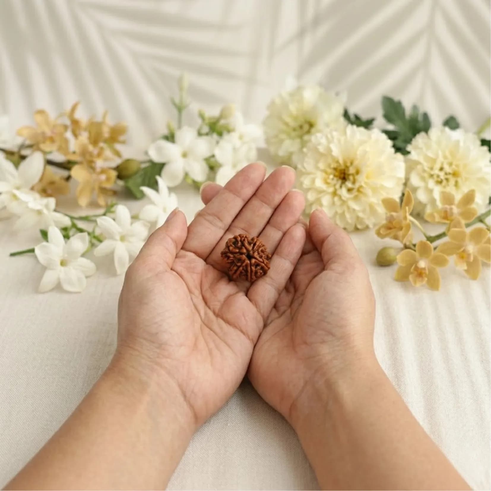 7 Mukhi Rudraksha (Nepali) - View 2