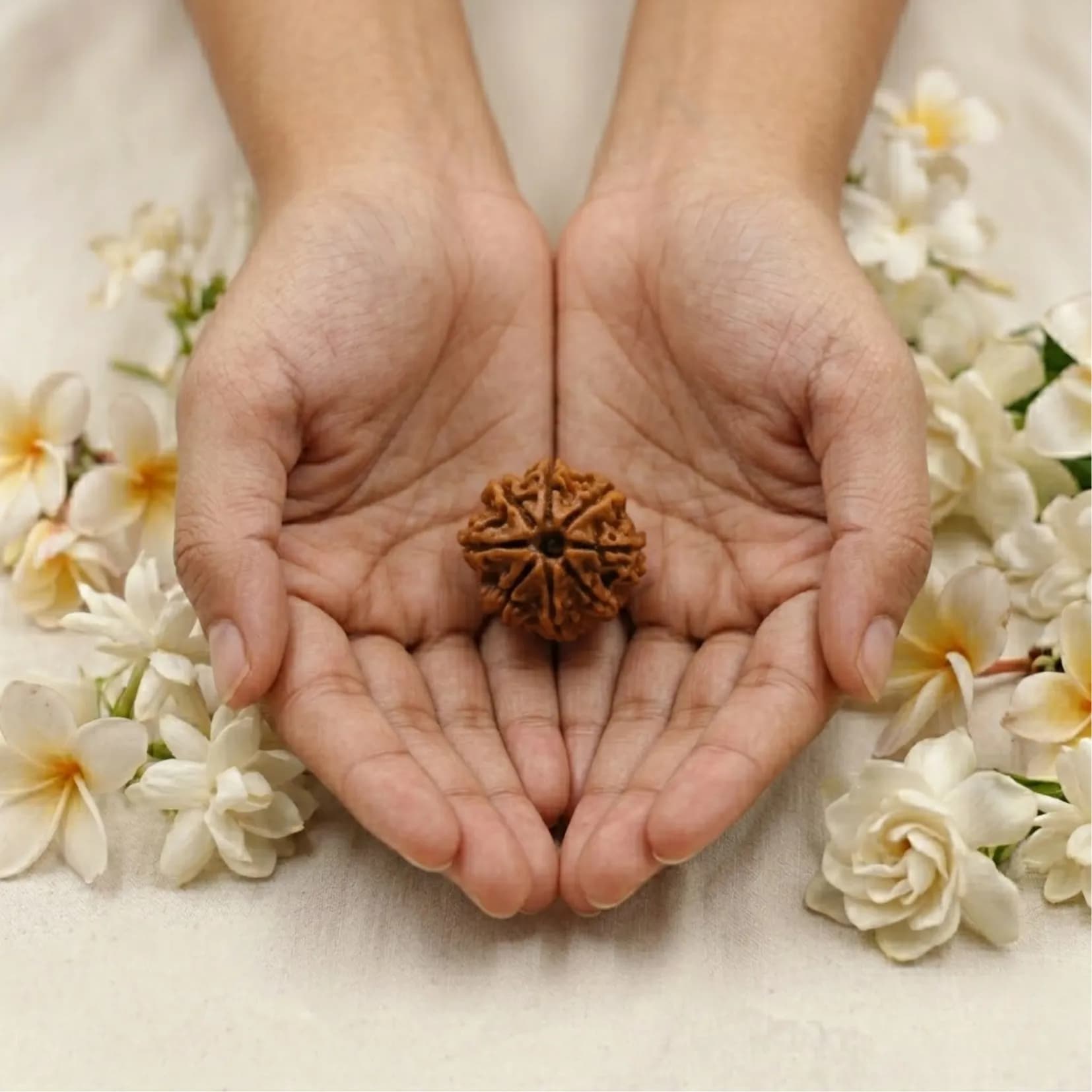 8 Mukhi Rudraksha (Nepali) - View 2